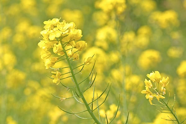 身近な春の花 春休みのデッサン室