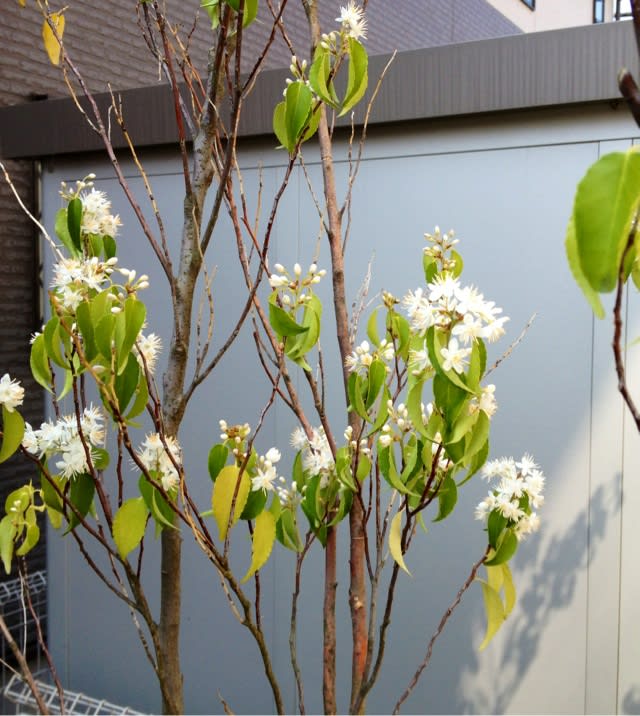 ハイノキの花 かながわハーブナーセリー園主のブログ ハーブと暮らす３６５日