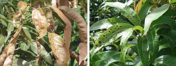 マンゴーの新芽が穴だらけに 熱帯果樹写真館ブログ