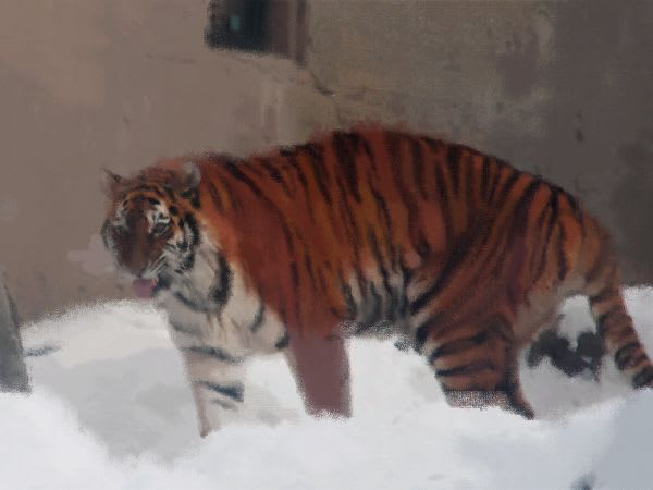 虎の写真