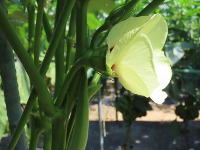 野菜の花　オクラ（陸蓮根・秋葵）