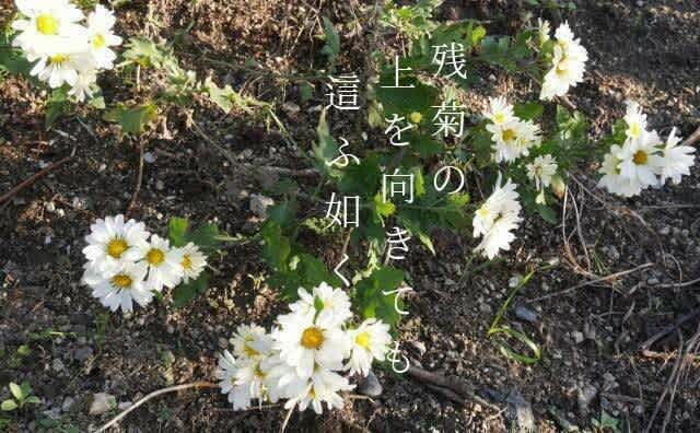 ときめ句ノスタルジッ句昭和親父の温故知新