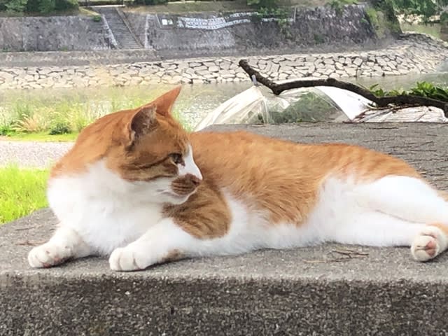 ネコたちのお昼寝 眠たいニャー 元気に生きる地域猫たちです お昼からは人間だって眠いです 笑 能率技師のメモ帳 中小企業診断士 社会保険労務士のワクワク広島ライフ ネコたちのお昼寝 眠たいニャー 元気に生きる地域猫たちです お昼からは人間だって眠いです 笑 能率技師のメモ帳 中小企業診断士 社会保険労務士のワクワク広島ライフ