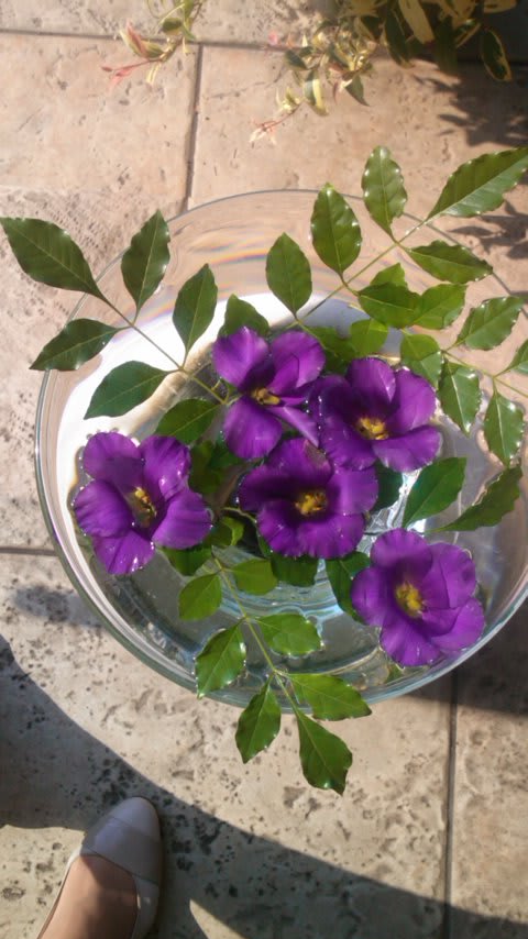 花の飾り方 カラー を楽しもう