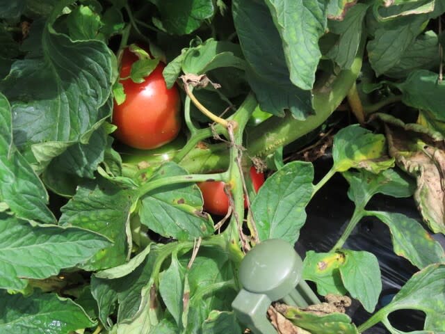 トマトの放任栽培　その後　2022/07/13　初収穫