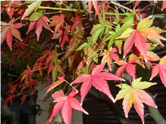 紅葉しないまま落葉 北日本では 史上最も暑い秋 ｓｗｉｔｃｈ