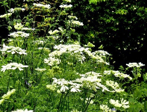 庭の花 5月ー5 オルレアホワイトレース ユリオプスデージー カッコウセンノウ 他 花と徒然なるままに
