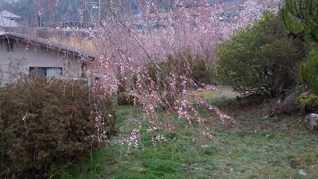 最新情報 湯の山温泉垂れ桜 憩う 楽しむ 広島 湯来通信