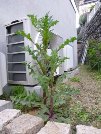 巨大雑草 Mo Diary