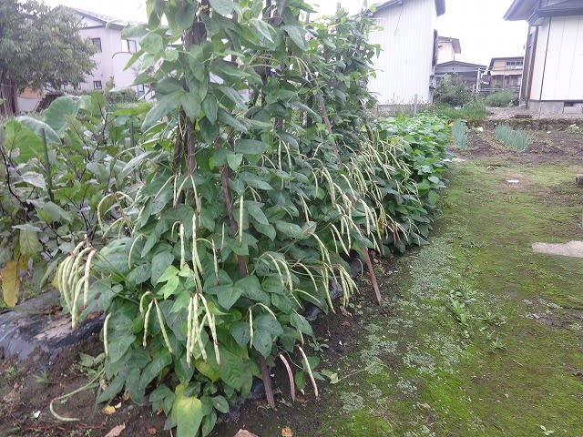 てんこ小豆 野菜作りに挑戦