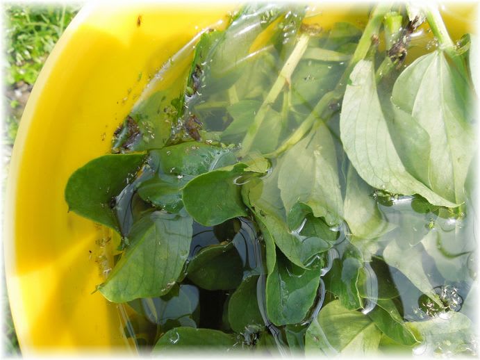 早生そら豆にあまこ 2013年5月15日