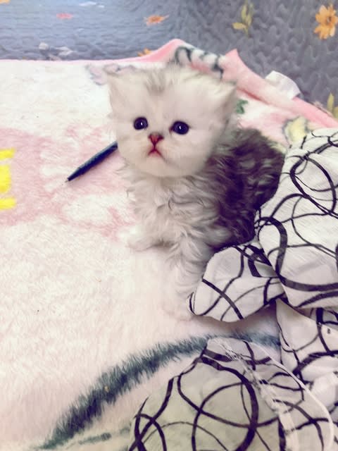 猫好きな婆あの部屋 090ー6927ー6384まで💐