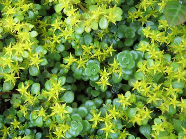 地面にびっしりと生えて元気なマルバマンネングサ 野の花 庭の花 地面にびっしりと生えて元気なマルバマンネングサ 野の花 庭の花