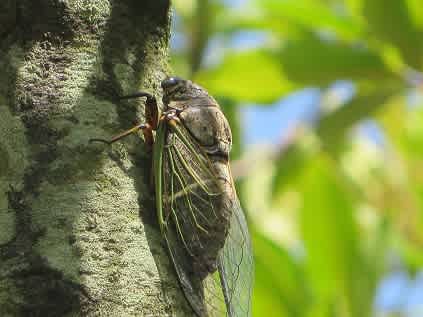 クマセミの恋 浜野巌治 クマセミの恋 浜野巌治