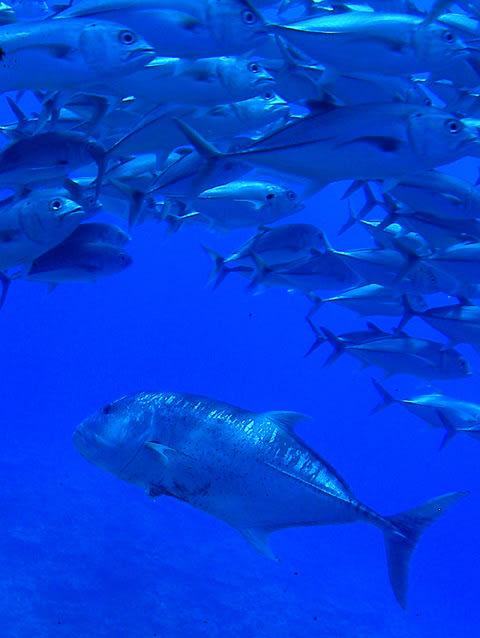 13年 群れ好きダイバー集まれ ギンガメアジ編 沖縄ダイビングショップ リベルテ 那覇店