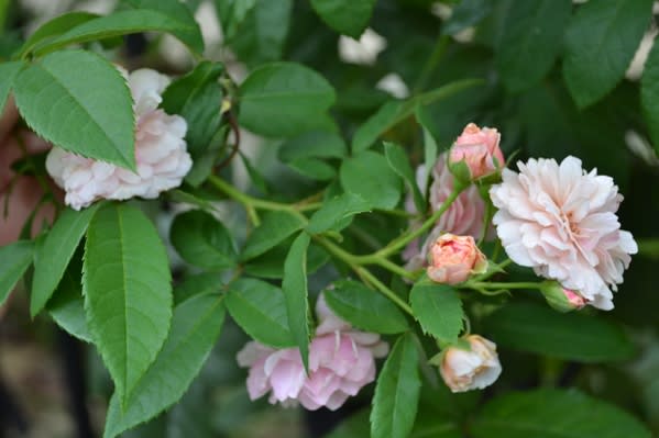 小さいバラの花がかわいいですね コーネリアなど Haruの庭の花日記 Haru S Garden Diary
