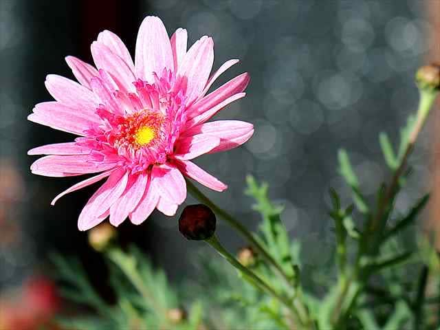 マーガレットと椿 ト伴の蕾など Gardening2