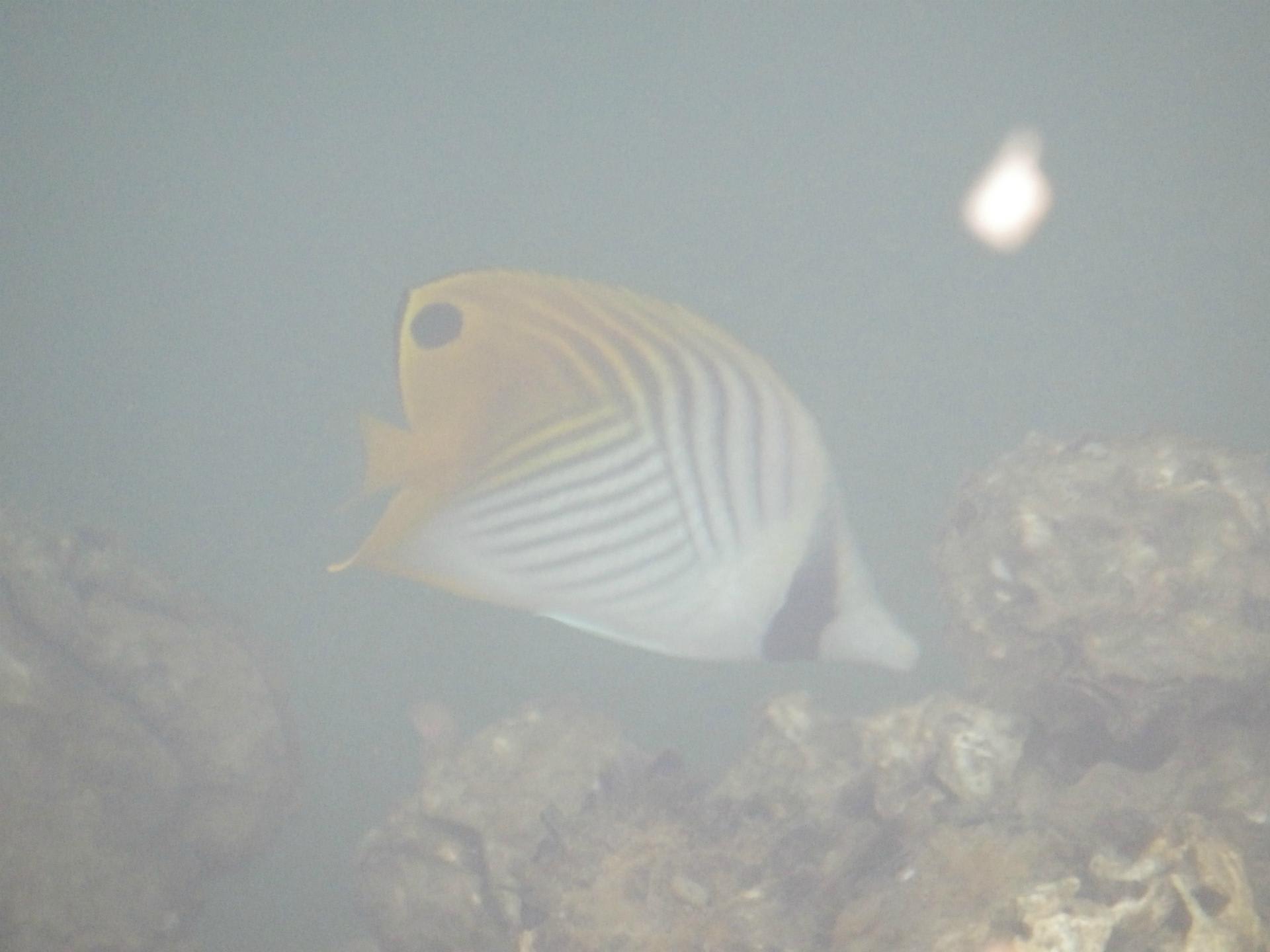 宮崎の海に熱帯魚 専業主婦のミタ日記 宮崎の海に熱帯魚 専業主婦のミタ日記