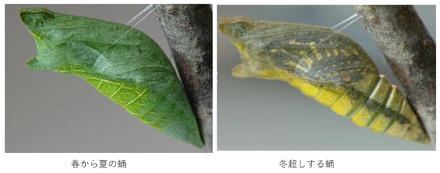 蛹で冬越しをするアゲハチョウ 生物情報