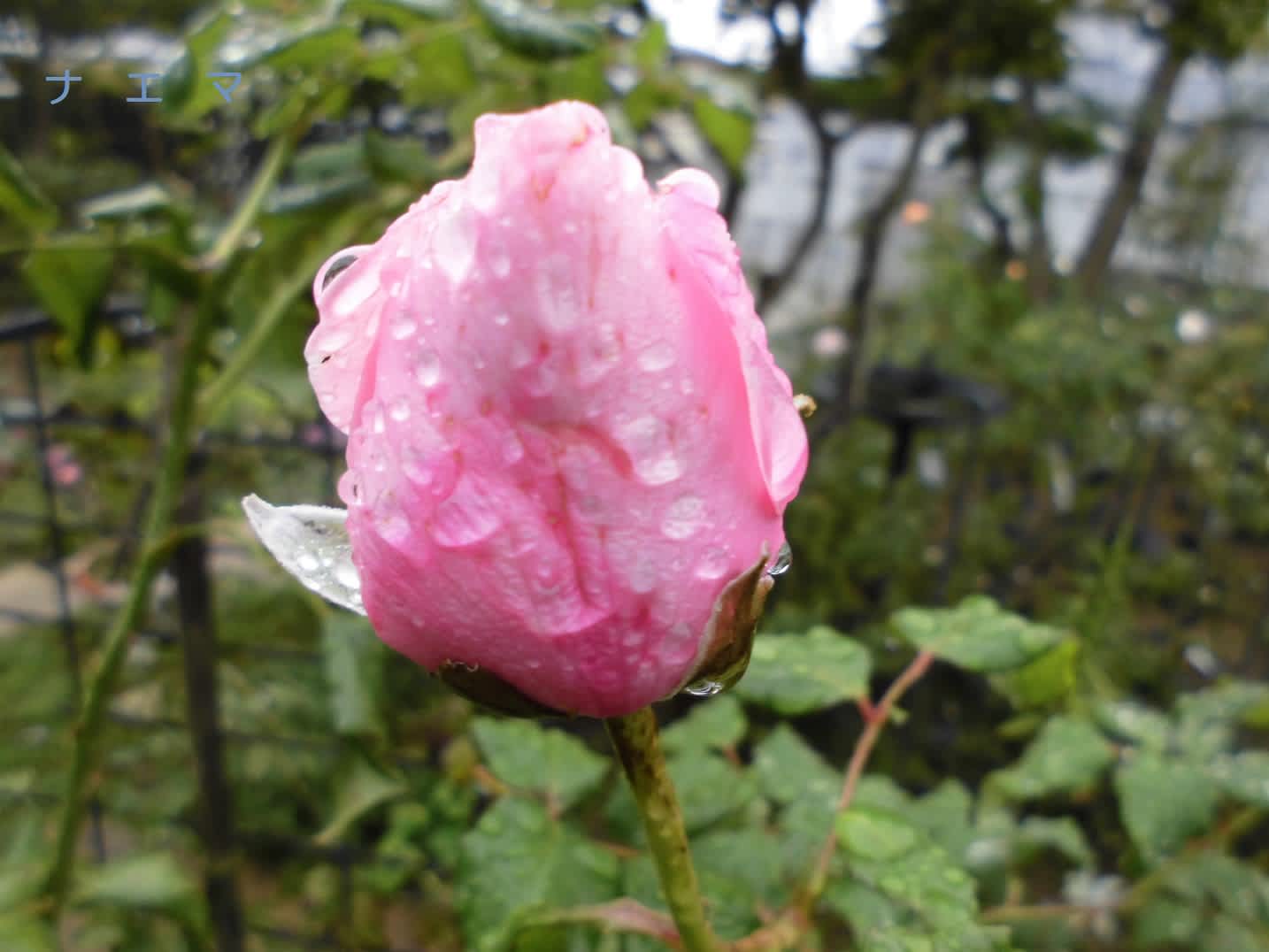 雨上がりの秋のバラ 蕾を主として 四季彩ガーデンにようこそ 雨上がりの秋のバラ 蕾を主として 四季彩ガーデンにようこそ