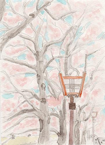 満開の桜並木を描きました マムの絵手紙