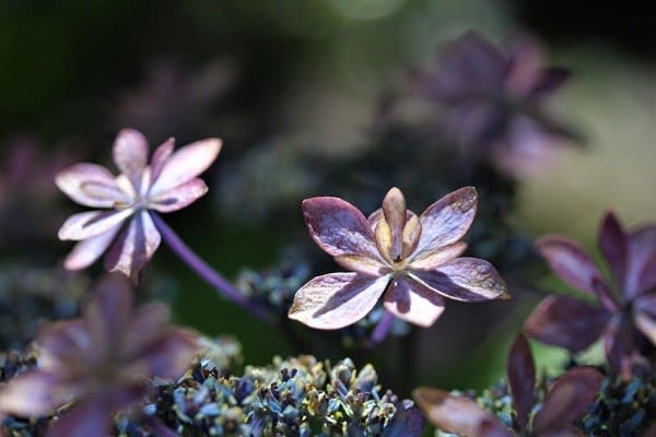紫色の花の好きな人へ てんちゃんのビックリ箱 紫色の花の好きな人へ てんちゃんのビックリ箱
