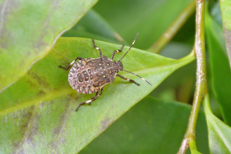 Big クサギカメムシは衛生害虫 Big カエルが楽しく笑う庭