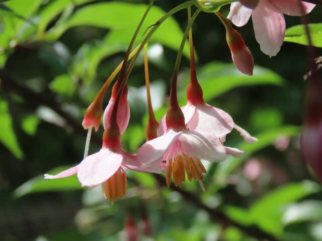 ベニバナエゴノキの花