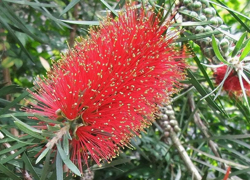 赤色の季節花 紅のブラシノキ花 アコードさんの何が出るやら玉手箱