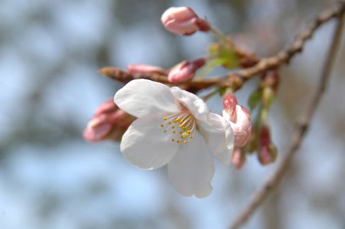 sakra031.jpg: 桜