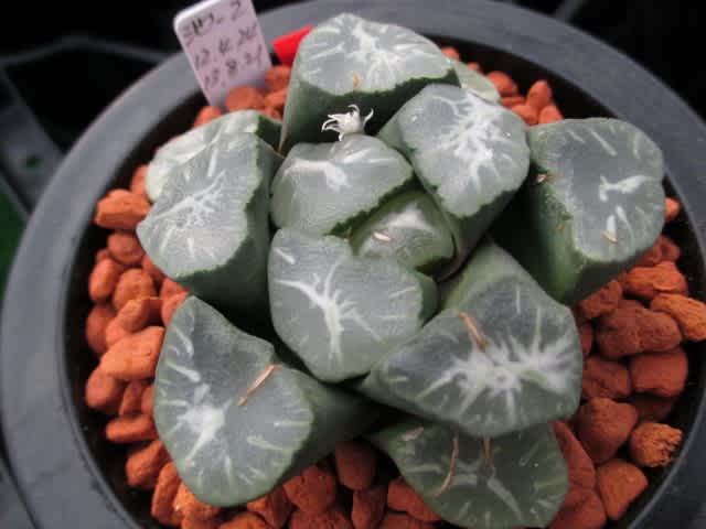 玄武邸訪問記 - My favorite plants