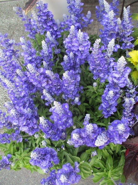 ブルーサルビア 葉ケイトウを入荷致しました 花壇植え用 神奈川県 茅ケ崎市の花屋 さんこう生花店 のgooブログ