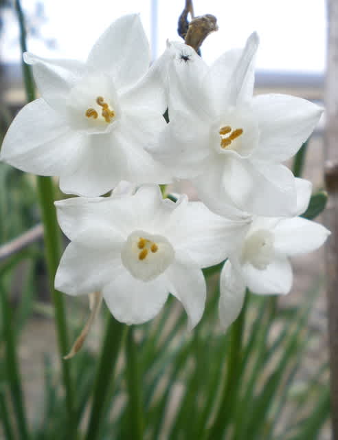 フサザキスイセン ナルキッスス 愛知 津島市 Helen のお散歩 フォト ２