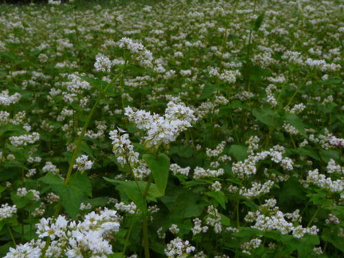 蕎麦の花