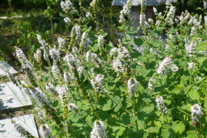 一関市大東町渋民のスペアミント 2012年8月22日 水 Peaの植物図鑑 一関市大東町渋民のスペアミント 2012年8月22日 水 Peaの植物図鑑