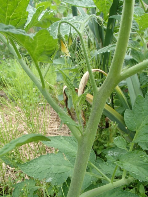 わき芽の芽かきで 根っこを育て 樹と実のバランスを調える 無農薬 自然菜園 自然農法 自然農 で 自給自足life 持続可能で豊かで自然な暮らしの分かち合い