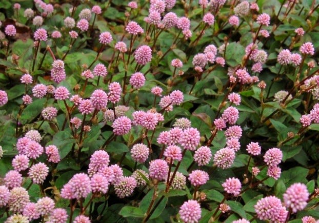 ヒメツルソバ 姫蔓蕎麦 ヒマラヤ地方原産の帰化植物 く にゃん雑記帳 ヒメツルソバ 姫蔓蕎麦 ヒマラヤ地方原産の帰化植物 く にゃん雑記帳