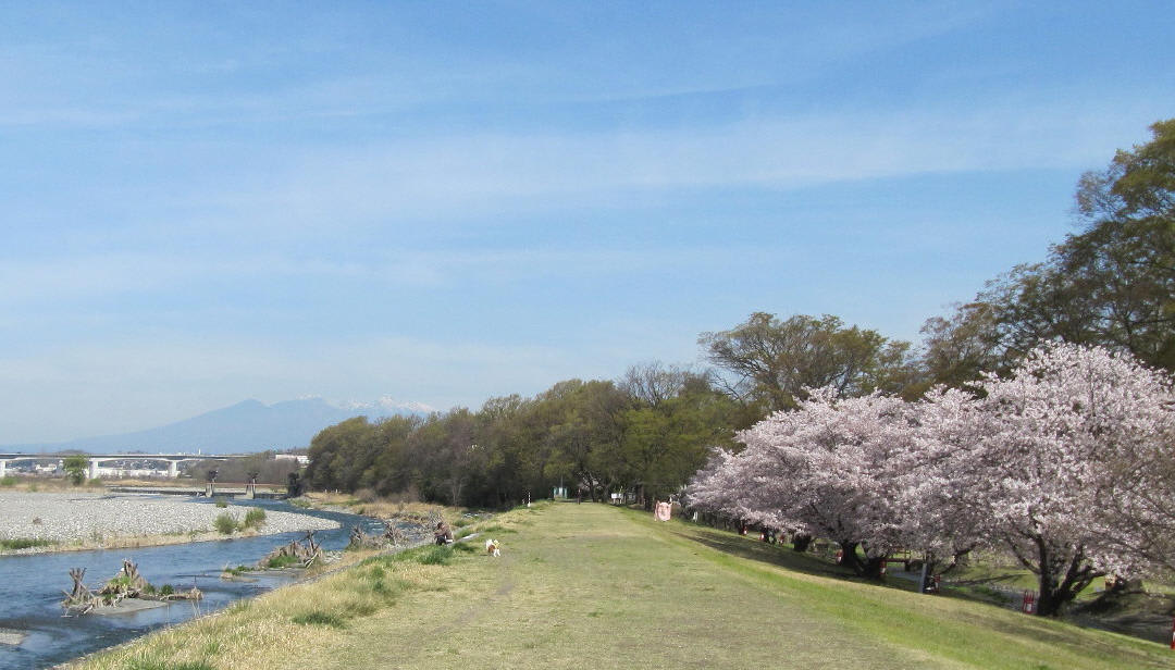 信玄堤の春は 桜と冠雪の南アルプスが美しい 16 04 新甲州人が探訪する山梨の魅力再発見