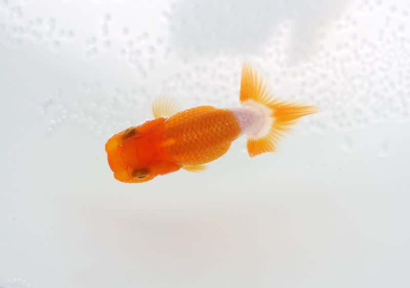 趣味のいきもの飼育雑記