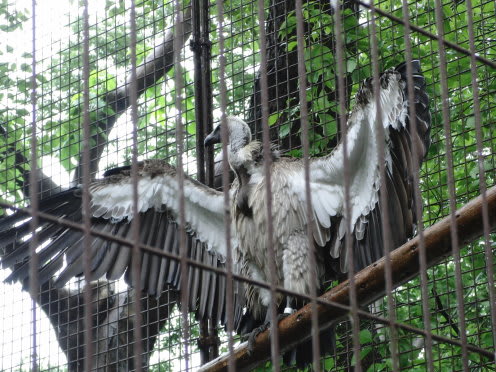 上野動物園の鳥１ とりずき