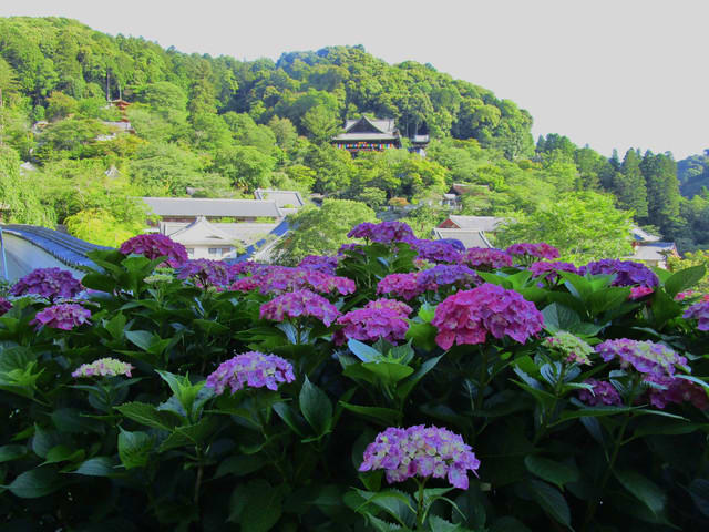早朝 紫陽花の長谷寺 奈良の長谷寺 旅宿 いったん
