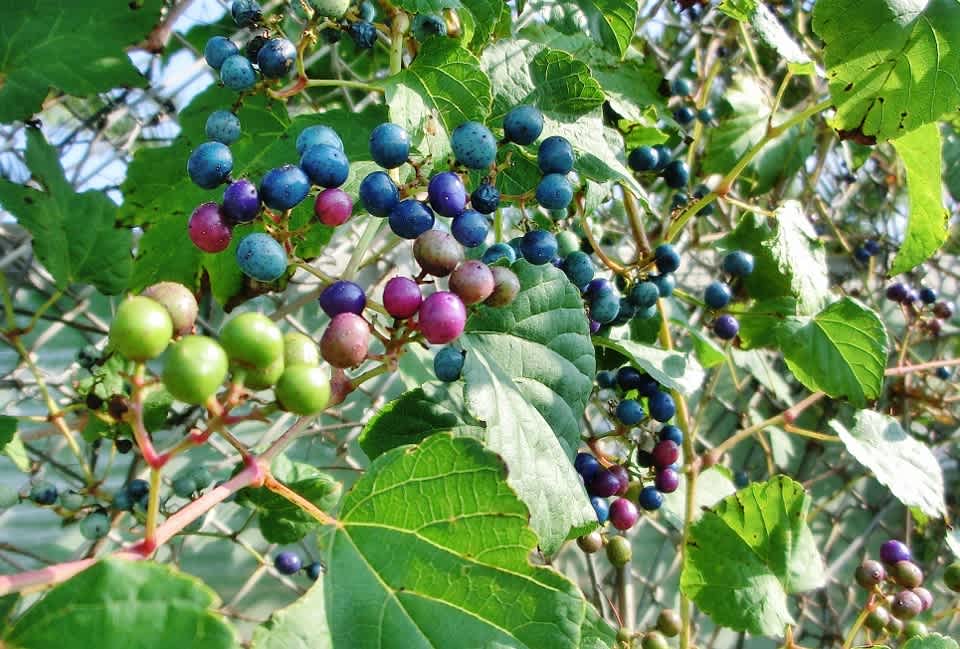 ノブドウ 野葡萄 ブドウ科 ひげ爺さんのお散歩日記 2 ノブドウ 野葡萄 ブドウ科 ひげ爺さんのお散歩日記 2