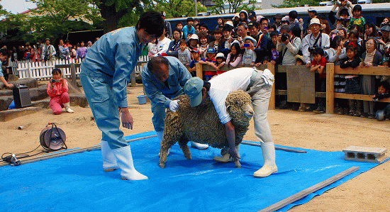 羊の毛刈りショー 王子動物園 健康自由メモ 高齢者の健康メモ 羊の毛刈りショー 王子動物園 健康自由メモ 高齢者の健康メモ
