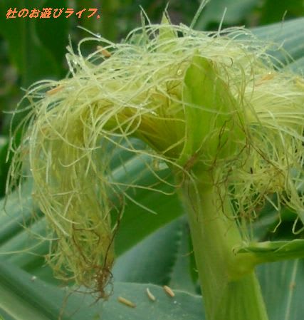 食用野菜の花 玉蜀黍 とうもろこし 杜のお遊びライフ