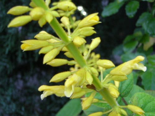 サルビア イエローマジェスティ Salvia Yellow Majesty の花 モノトーンでのときめき