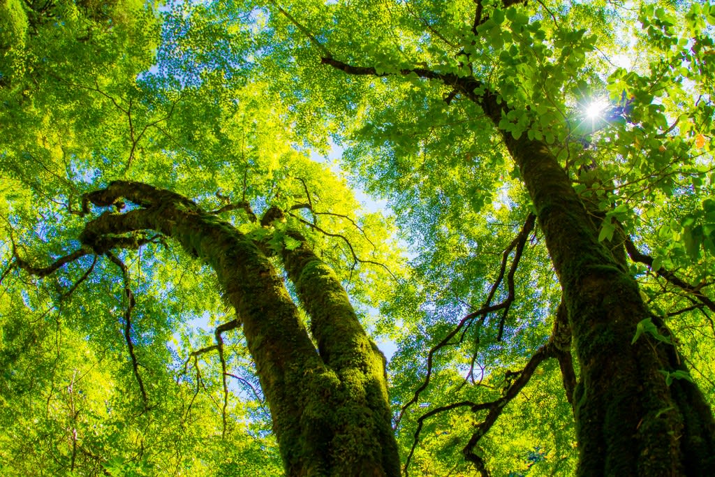 木々の緑の写真