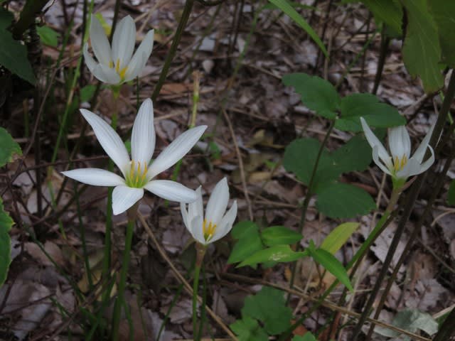 クロッカスのような白い花を咲かせるタマスダレ 園芸種シリーズ01 野の花 庭の花