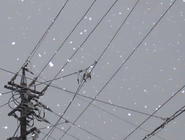 降雪　2024/03/05　長野県　松本市
