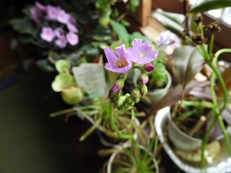食虫植物モウセンゴケの植え替え あんな話こんな話 食虫植物モウセンゴケの植え替え あんな話こんな話