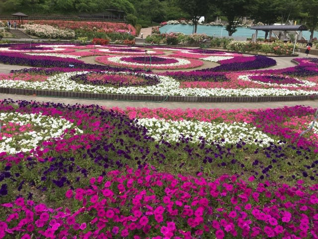 花 フェスタ 記念 公園 割引 100 で最高の画像